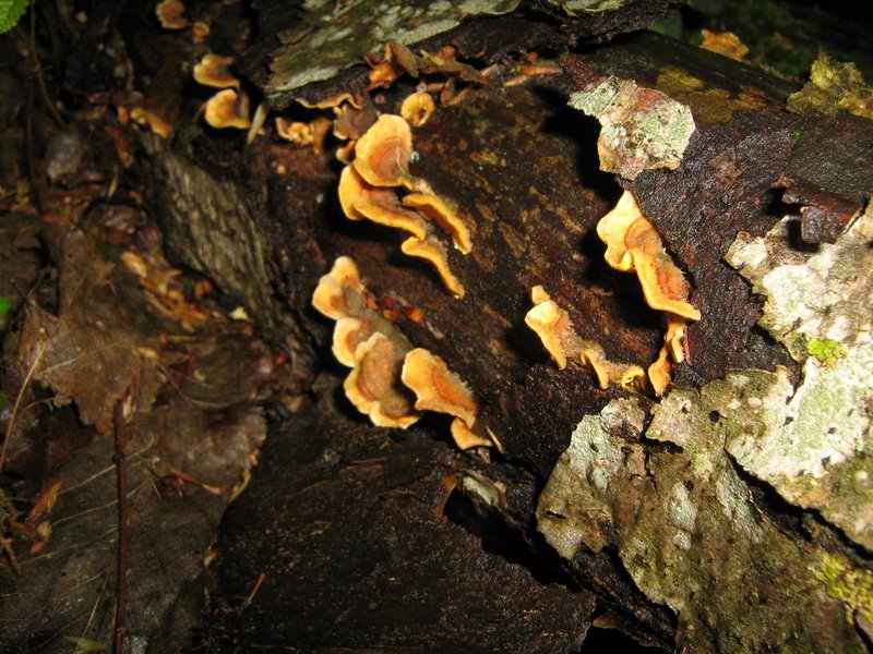 Funghi da Le Piastre